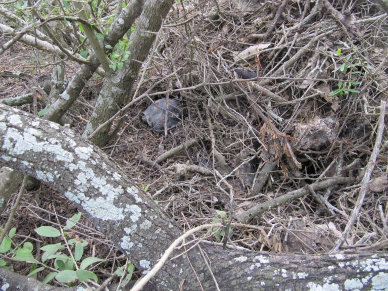 resized - Texas Tortoise (15)