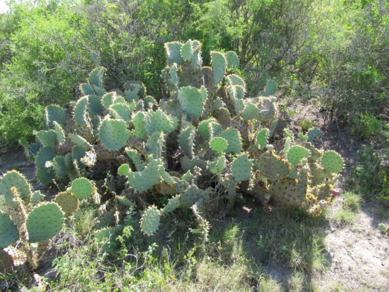 resized - Texas Tortoise (17)
