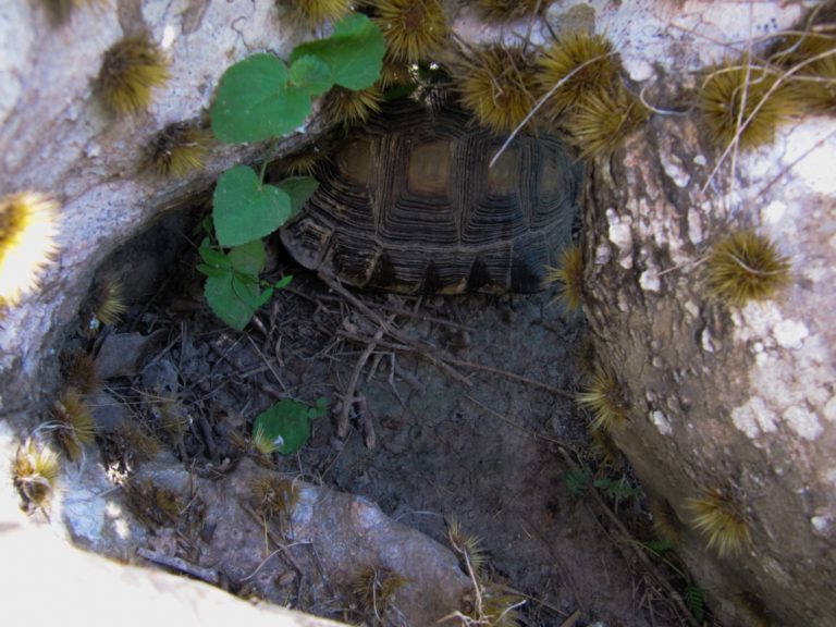 resized - Texas Tortoise (22)