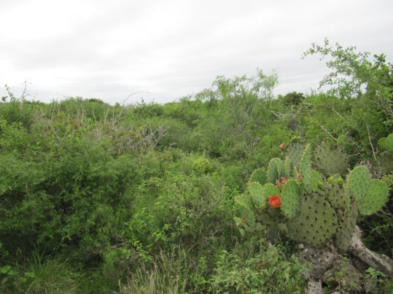 resized - Texas Tortoise (30)