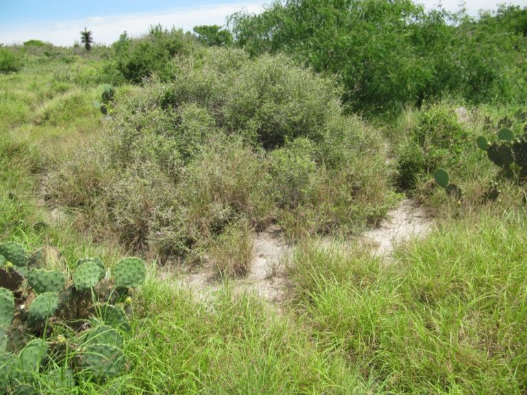 resized - Texas Tortoise (31)