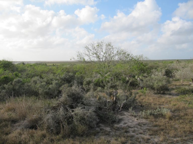 resized - Texas Tortoise (8)