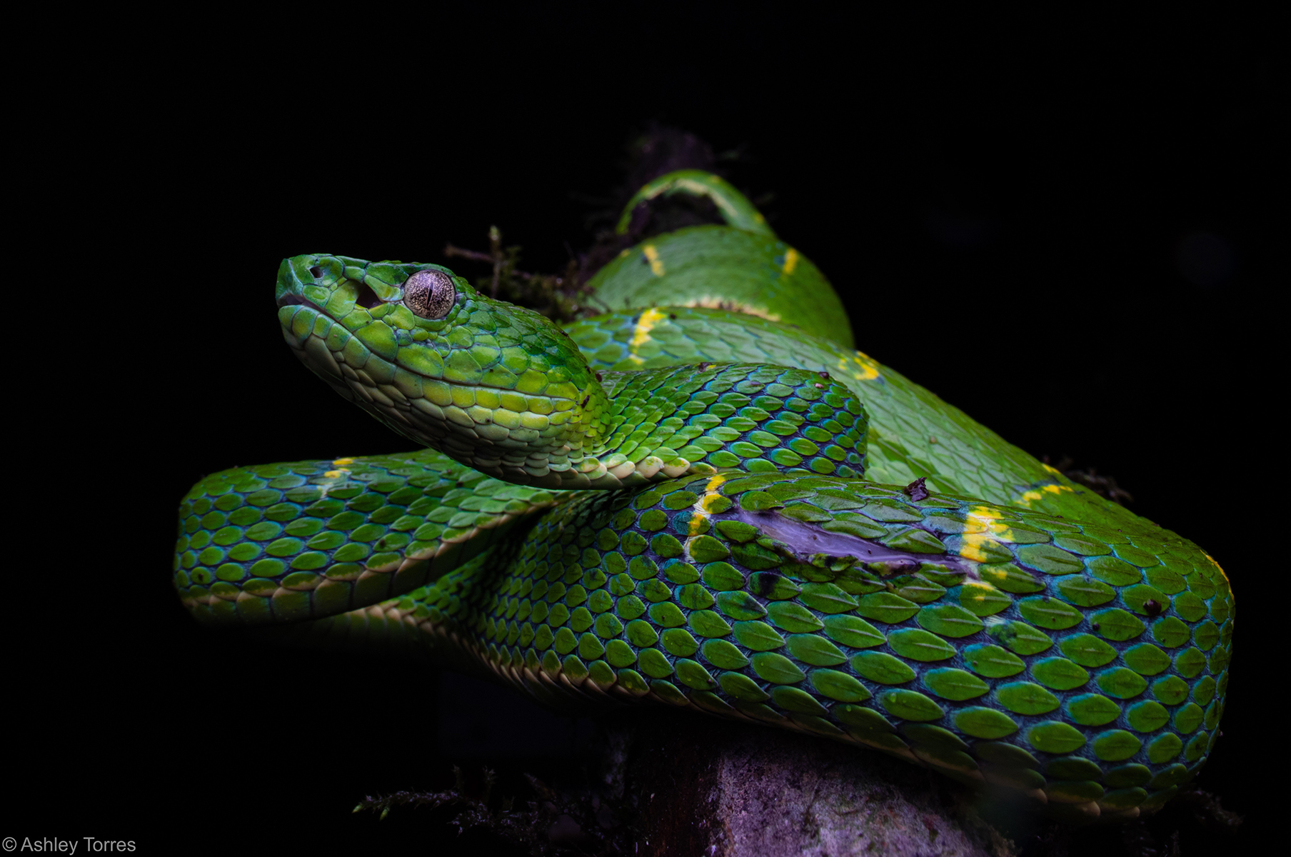 Green Palm Pit Viper The Orianne Society
