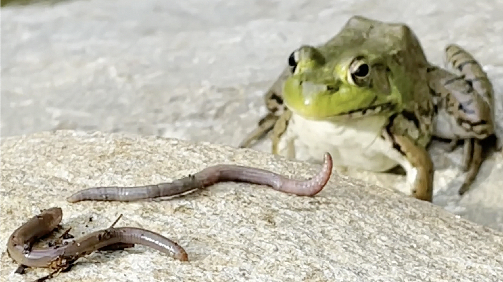 What Do Amphibians Eat  