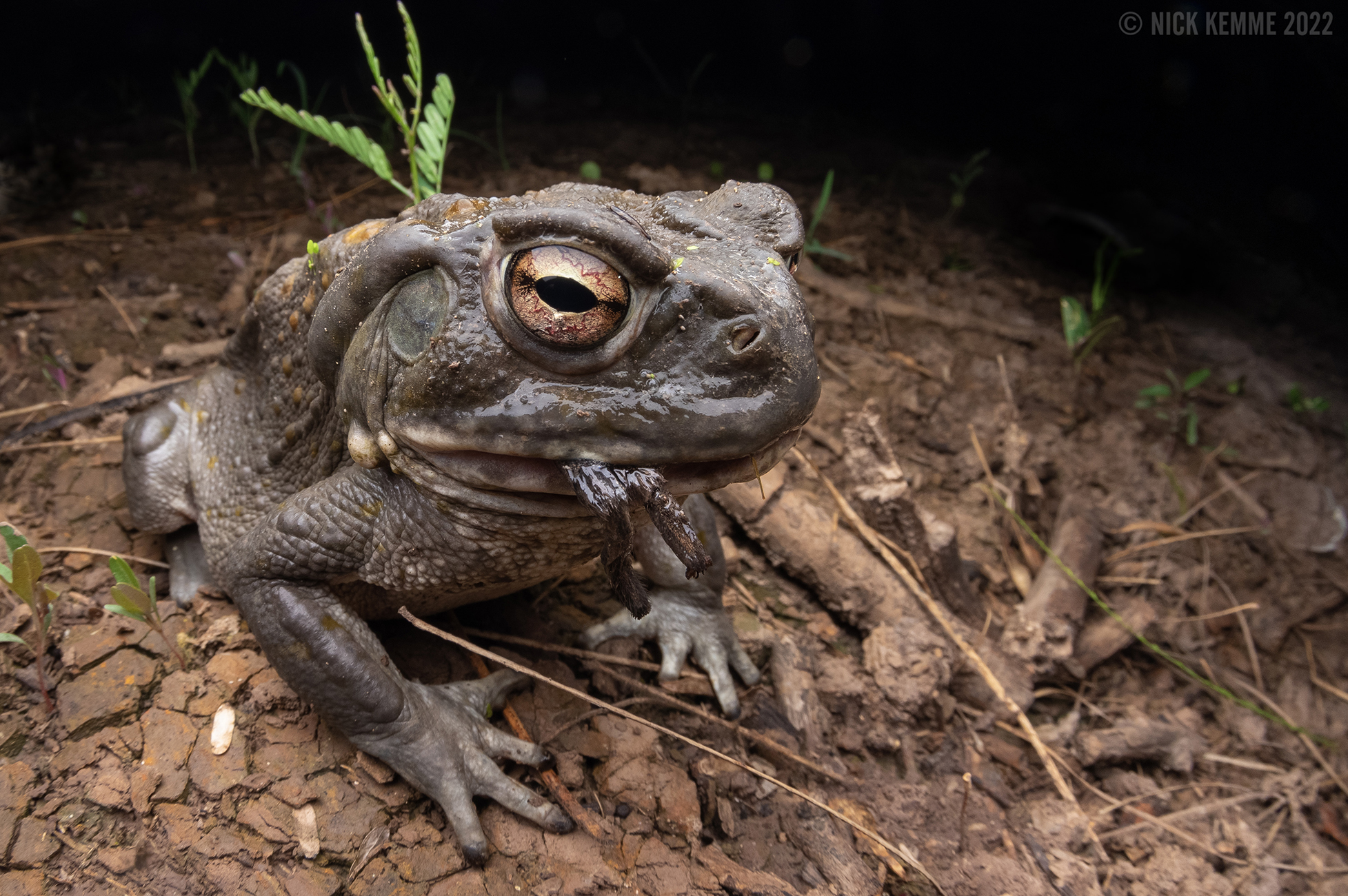 Sonoran Desert Toad - The Orianne Society 