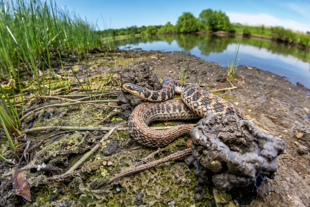 Pictured here alongside two crayfish burrow chimneys is a large, gravid Kirtland's Snake (Clonophis kirtlandii) discovered at a previously unknown site within the Grand Prairie Division of Illinois.