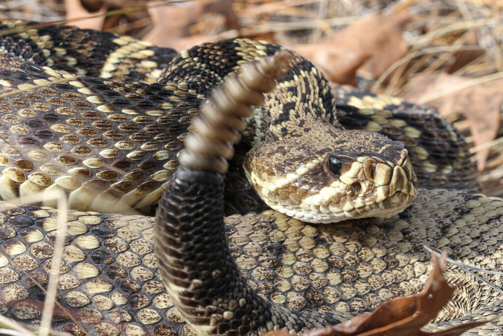 2023 Science Initiative Highlight, Eastern Diamond-backed Rattlesnake from southern Georgia.