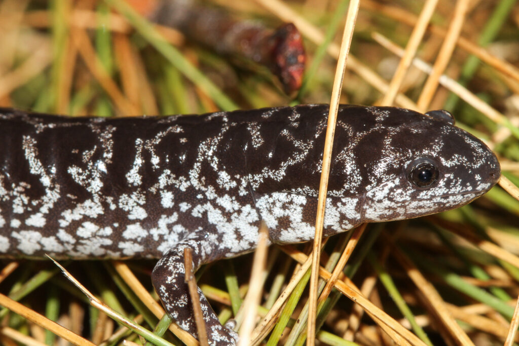 2023 Science Initiative Highlight, Reticulated Flatwoods Salamander making its way out of a breeding pond.