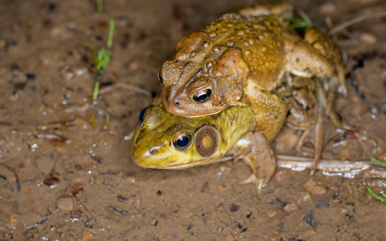 Frog breeding frenzy - an American Toad amplexing a Green Frog