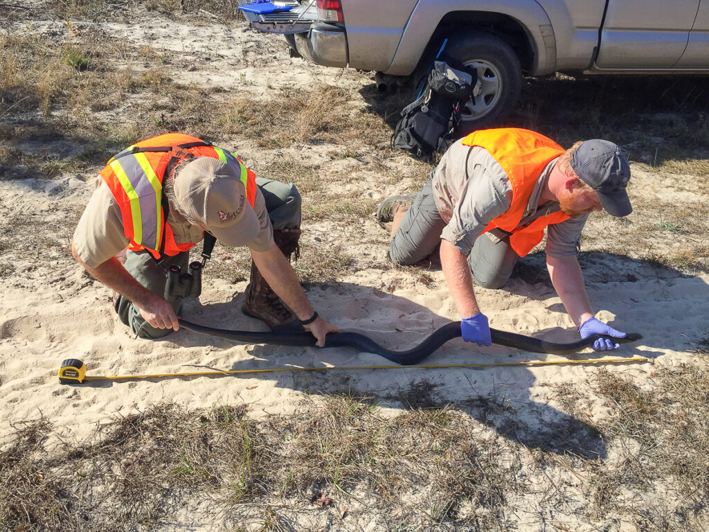 Measuring indigo snake growth