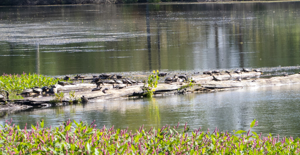 Northern Map Turtles sunning themselves on a shore.