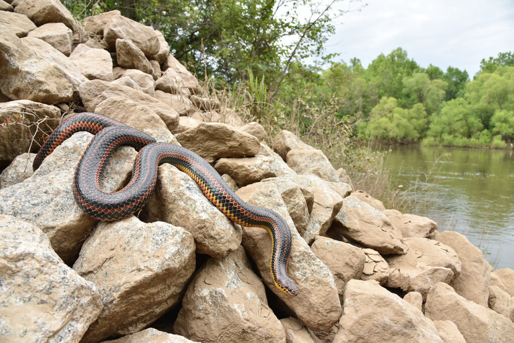 Rainbow Snake from southern Georgia that was found basking during a snake fungal disease study.