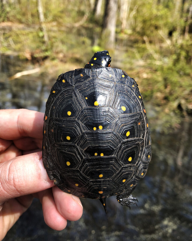 Spotted Turtle #60 that has been observed in 3 of the last 4 years, growing from a relatively small juvenile to a turtle on the cusp of adulthood. Photo credit: Houston Chandler