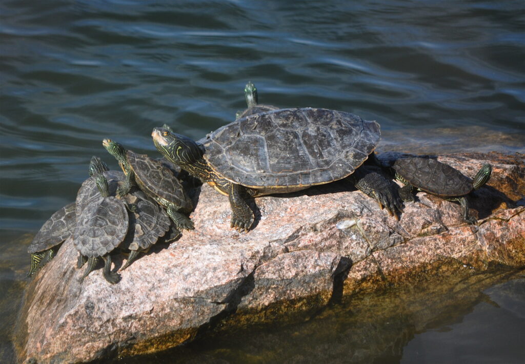 Northern Map Turtles basking on a rock.