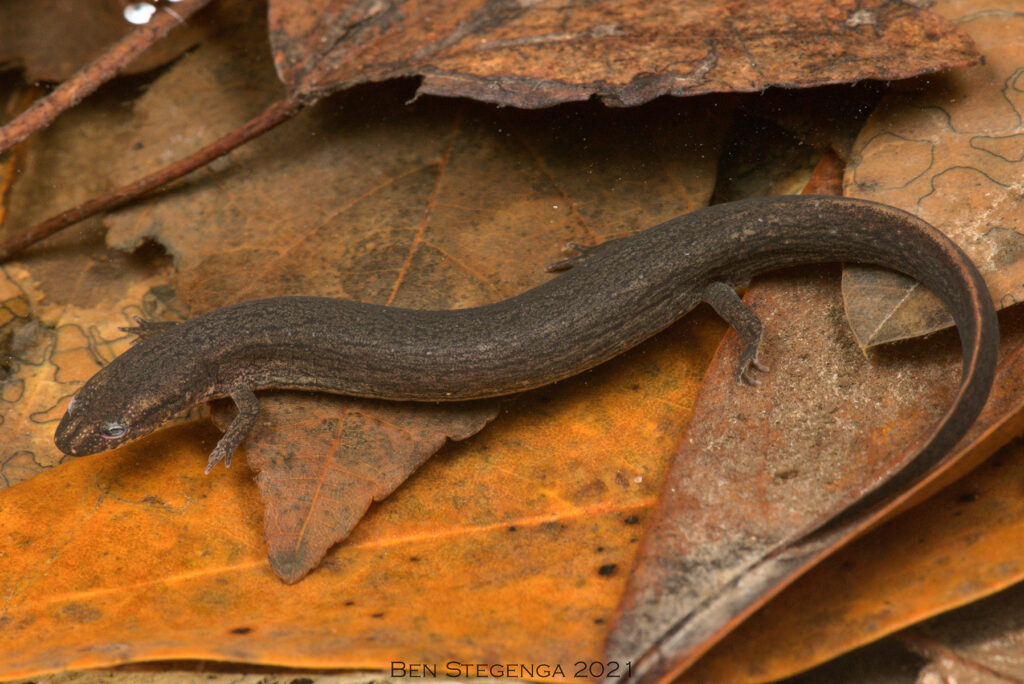 Many-lined Salamander on leafy substrate