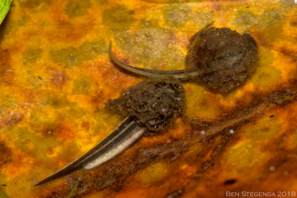 Larval Northern Dwarf Siren (Pseudobranchus striatus) hatching out of eggs. Photo by Ben Stegenga