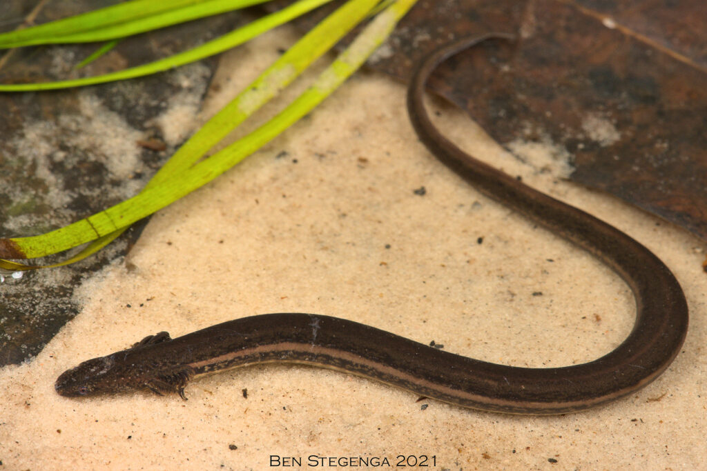 Northern Dwarf Siren (Pseudobranchus striatus)