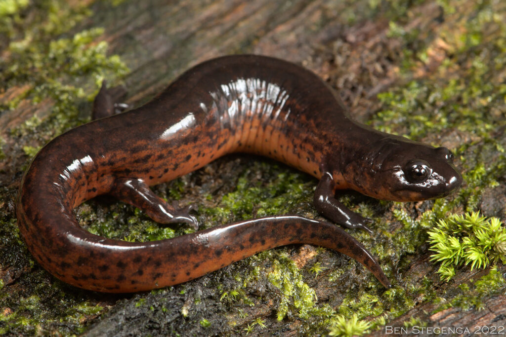 Mud Salamander (Pseudotriton montanus)