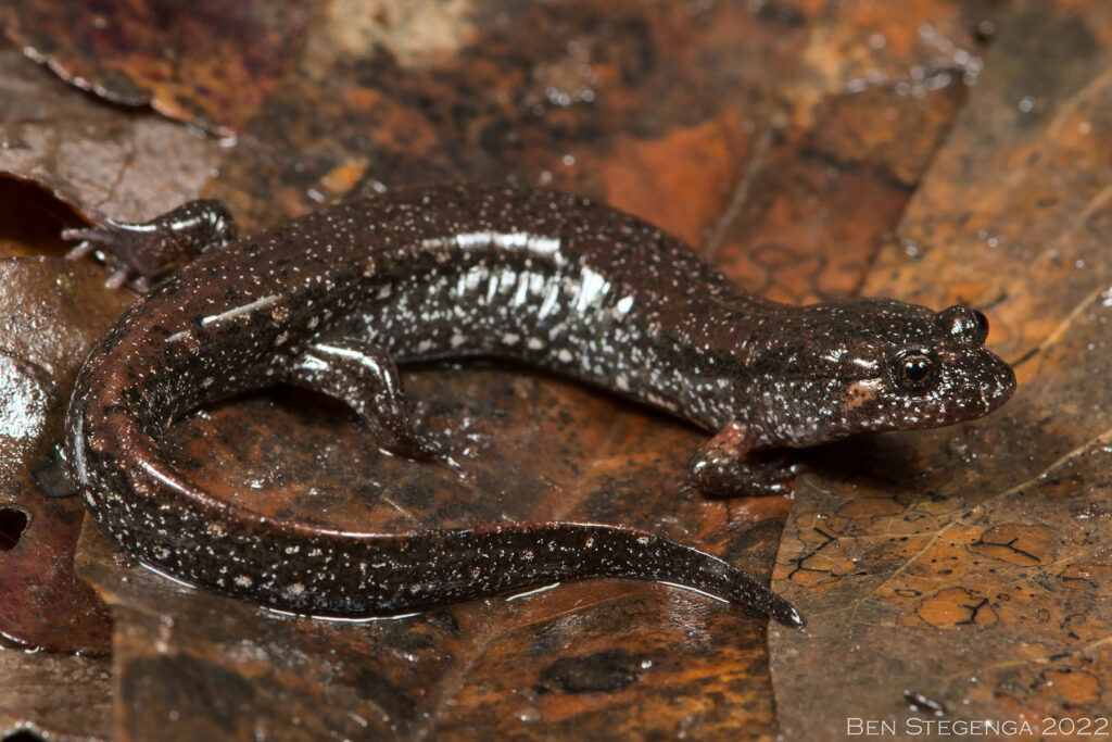 Southern Dusky Salamander (Desmognathus auriculatus)