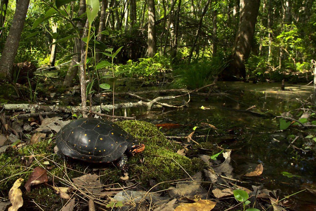 Spotted Turtle whose genetics were assessed as part of this study.