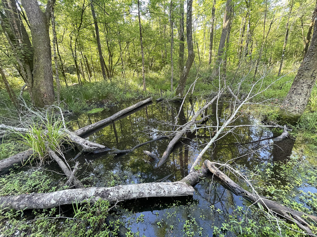 Spotted Turtle habitat from one of the sites in this study.