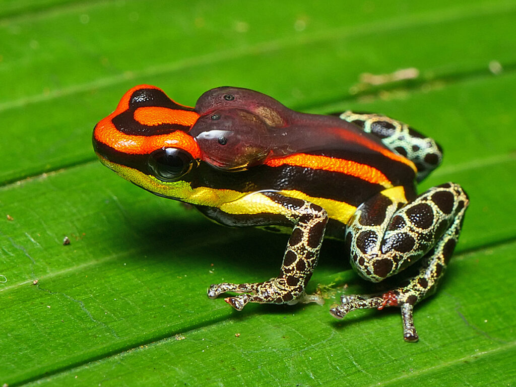 A male Uakari poison frog (Ranitomeya uakarii) carrying two tadpoles on his back.