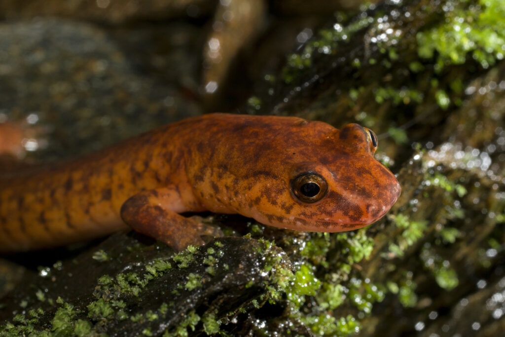 Northern Spring Salamander close-up