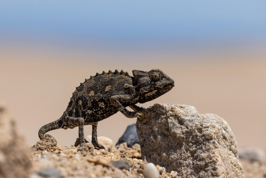 Young Namaqua Chameleon (Chamaeleo namaquensis) basks alongside a dirt road cutting through the Namib Desert in Namibia. Photo by Seth Cohen.
