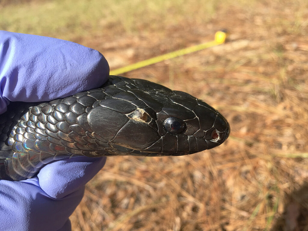 This indigo snake from southern Georgia, with a suspect scale behind the eye, was sampled for snake fungal disease.