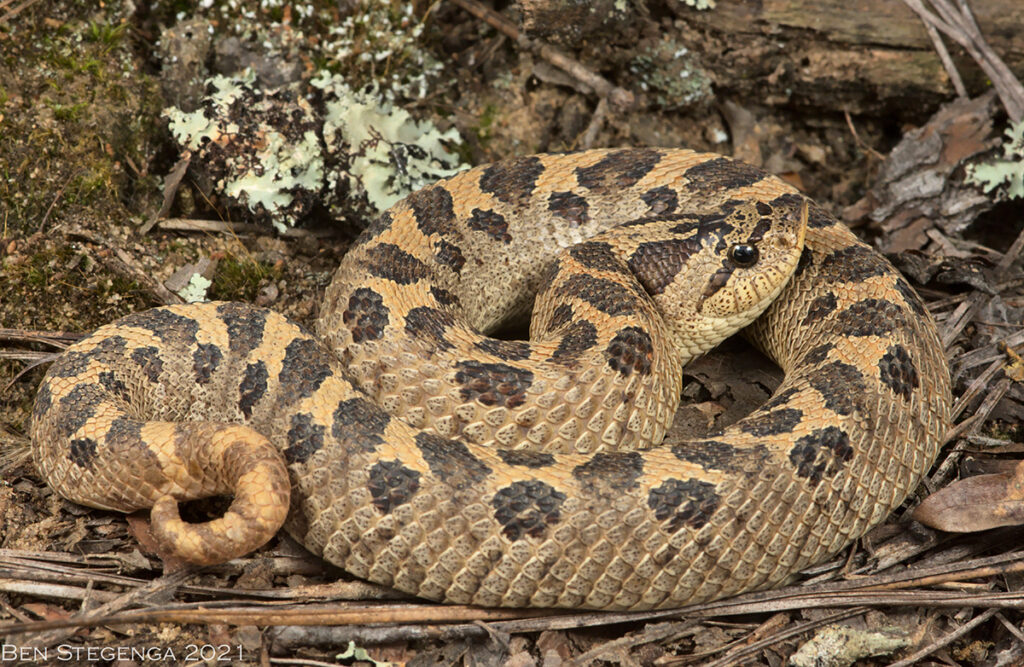 Southern Hog-nosed Snake (Heterodon simus)