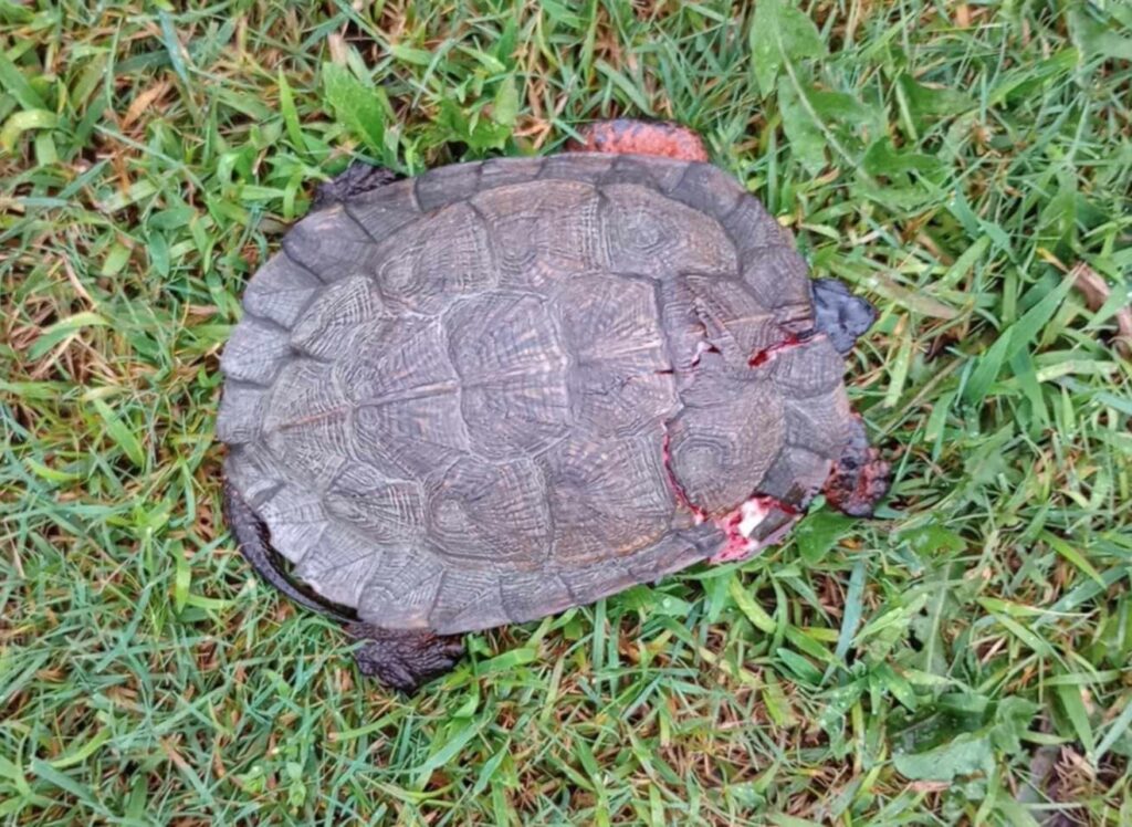 This Wood Turtle was injured by a car in an unusual area for the species to be, suggesting the turtle might have been displaced by severe floods that swept through that area very recently. The turtle is now being cared for by a wildlife rehabilitator. Photo by Lindsay Scott