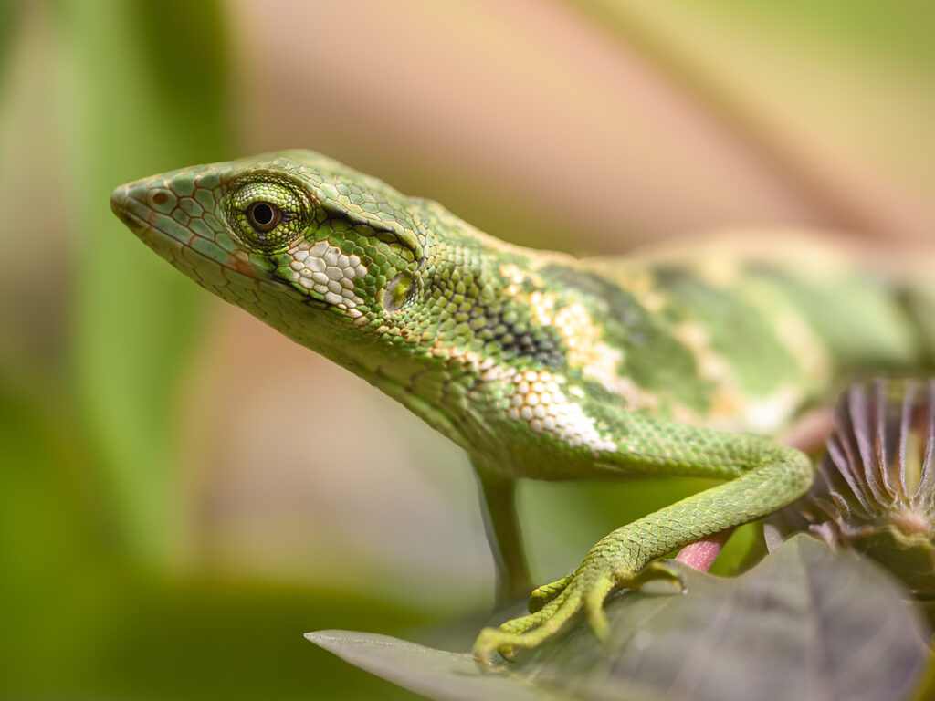 Close up of a Canopy Lizard in Costa Rica. Photo by Tianna Johnson.