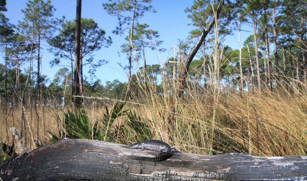 Flatwoods salamander conservation - salamander captured entering a breeding wetland in Florida.