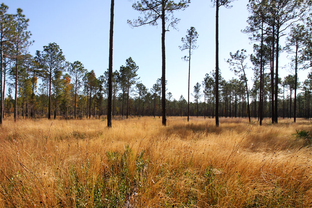 A characteristic pine flatwoods landscape with an overstory of pines and an understory of thick herbaceous vegetation. Areas like these were studied for flatwoods salamander conservation. Image by Houston Chandler