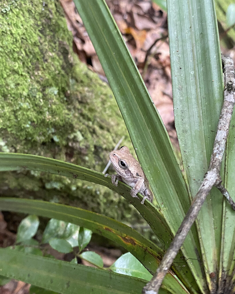 An adult Pine Woods Treefrog found scouting for Spotted Turtles. Photo by Andrea Colton.