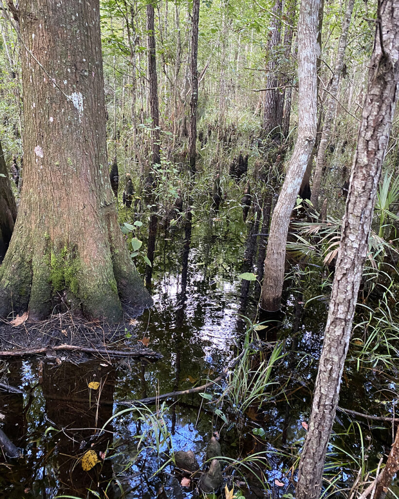 An area where Andrea was scouting for Spotted Turtles - a shallow wetland mixed with Cyprus and other deciduous trees.