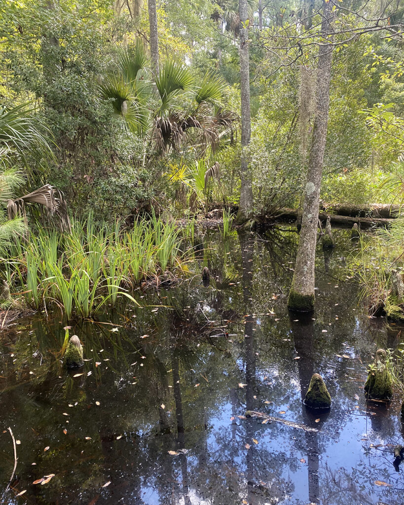 Swamp area near a brackish marsh.