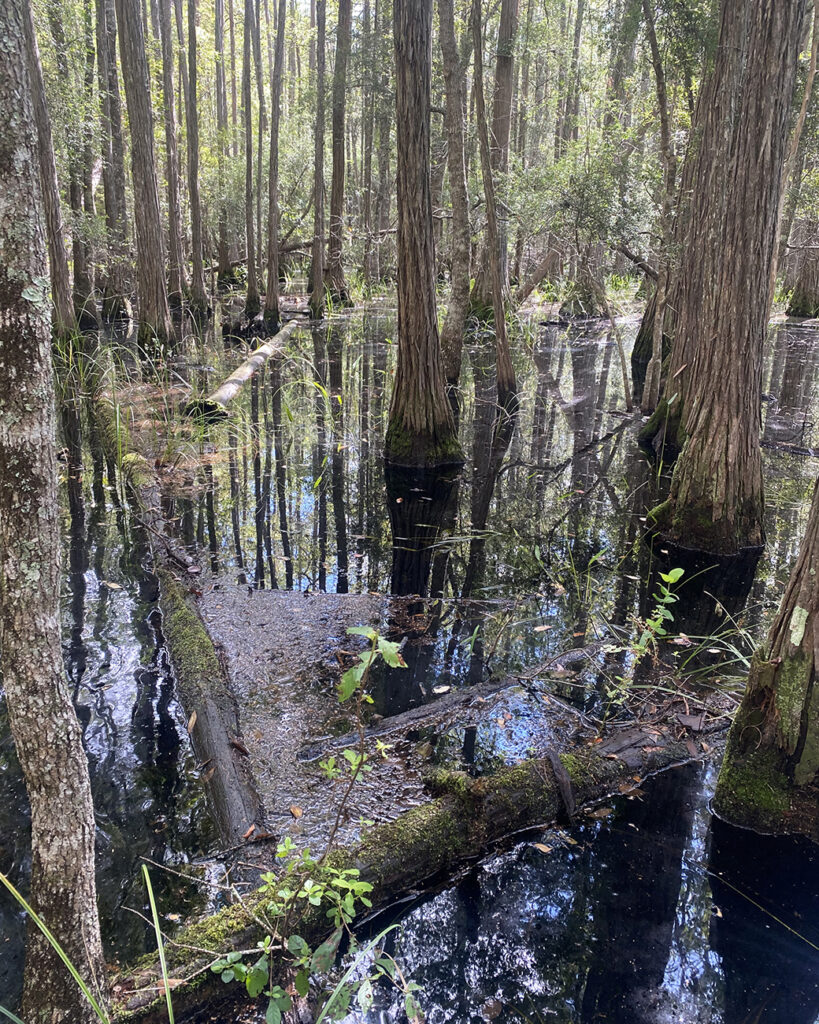 A hardwood forest wetland with vegetation and downed logs, perfect for basking turtles.