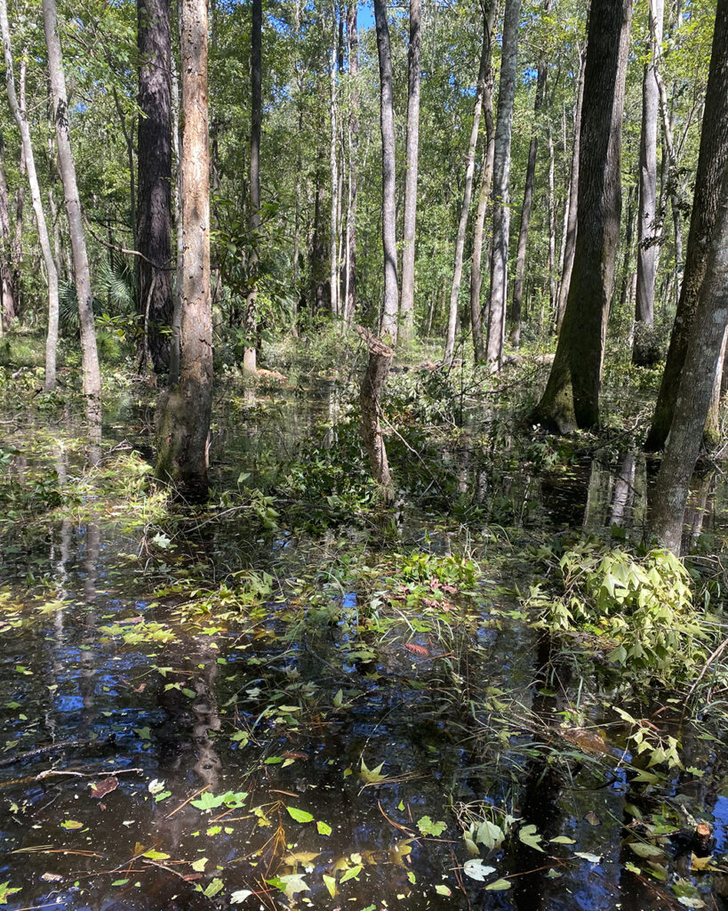 Pictured here, a wetland with higher water levels and some leafy debris after Hurricane Helene. Photo by Andrea Colton.