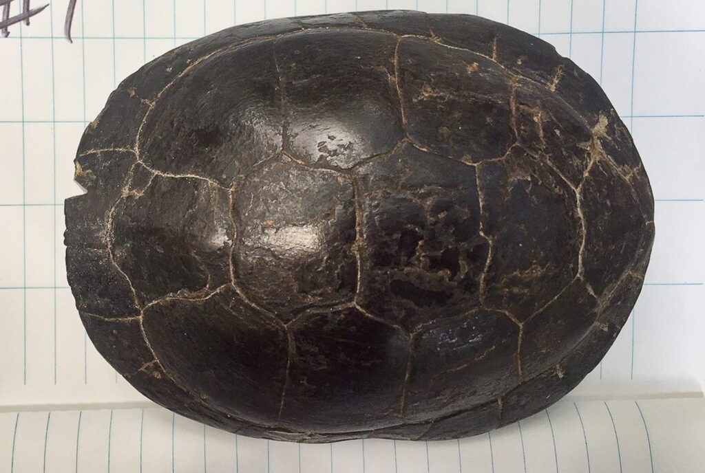 Dorsal view of a Spotted Turtle shell with no spots.