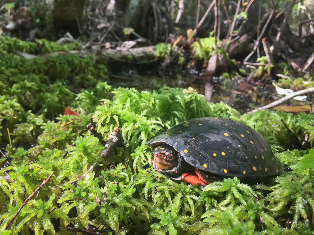 Spotted Turtle in a wetland area captured on a survey in Georgia.
