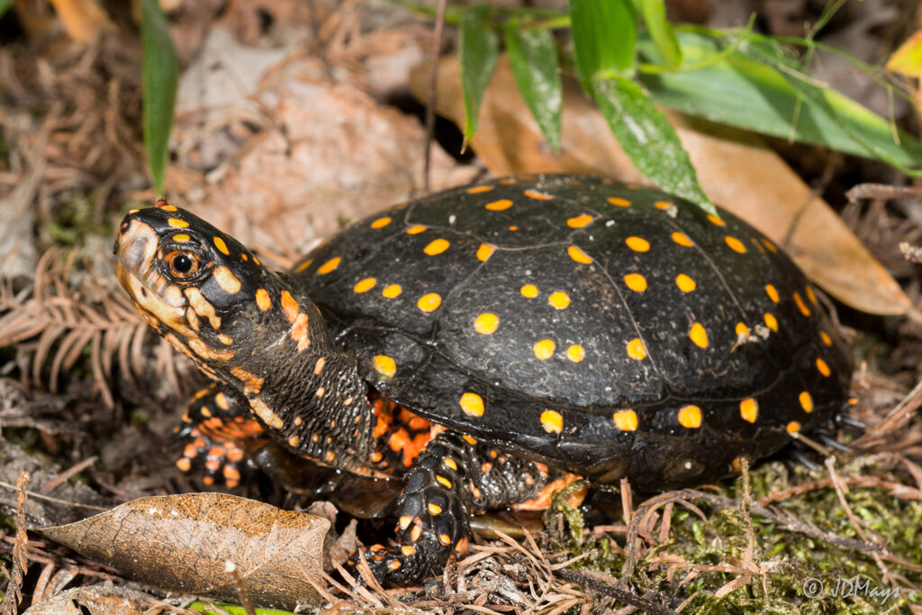 An especially colorful Spotted Turtle caught during surveys in Florida. Photo credit: Jonathan Mays