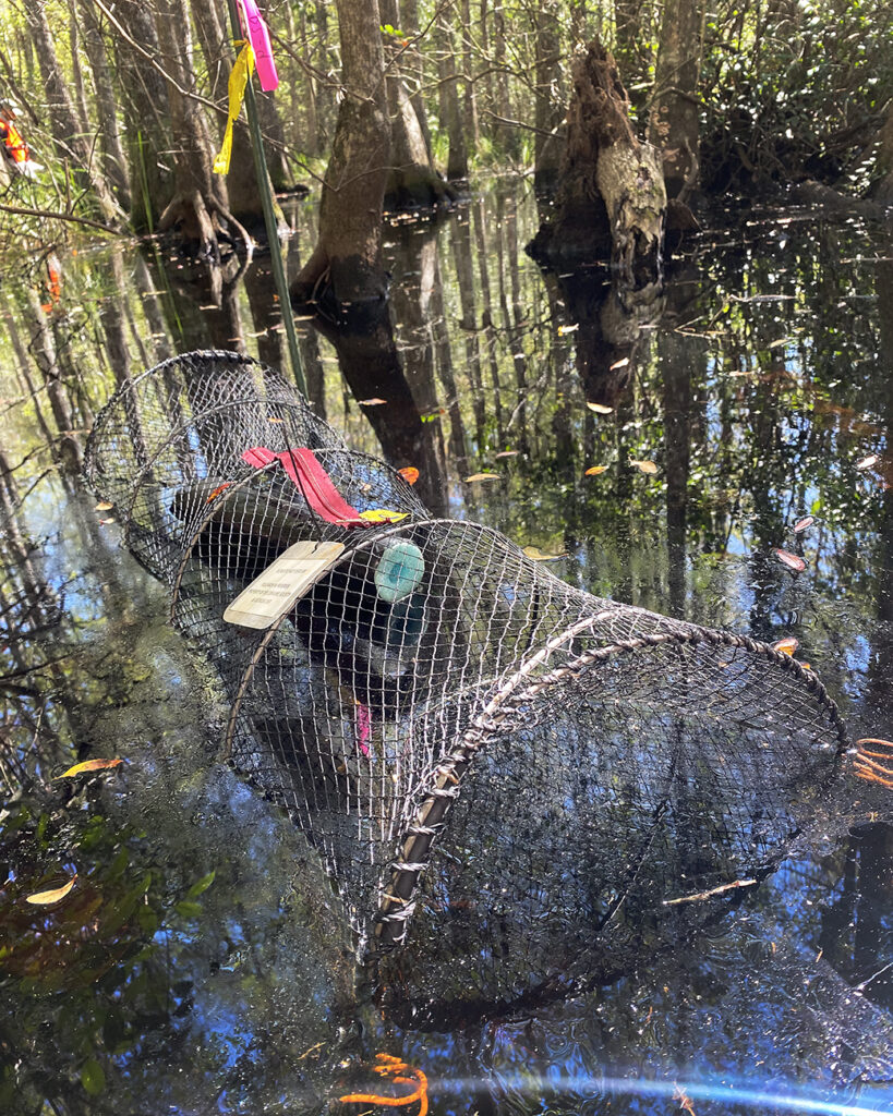 One of the turtle traps Andrea used while trapping Spotted Turtles through Hurricane Helene.