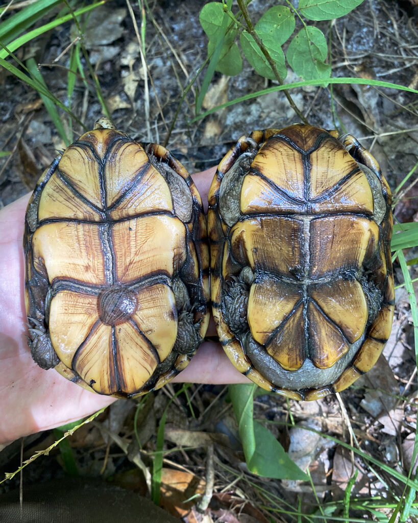 Male (right) and female (left) Eastern Mud Turtles. Males have a concave plastron and thicker tails. Photo by Andrea Colton.