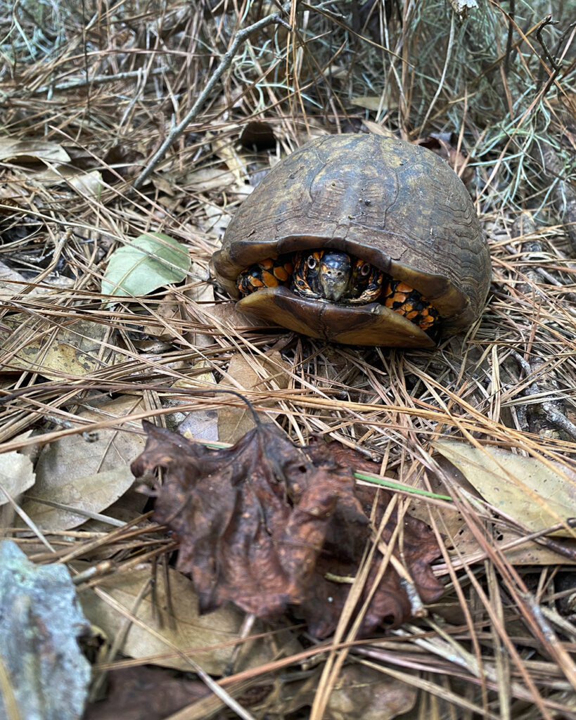A male Eastern Box Turtle, peeking out of its shell, sits on leaves and pine needles. Photo by Andrea Colton.