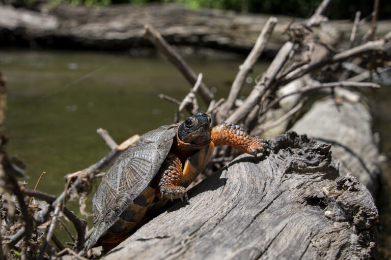 Found on a search for Wood Turtle focus area.