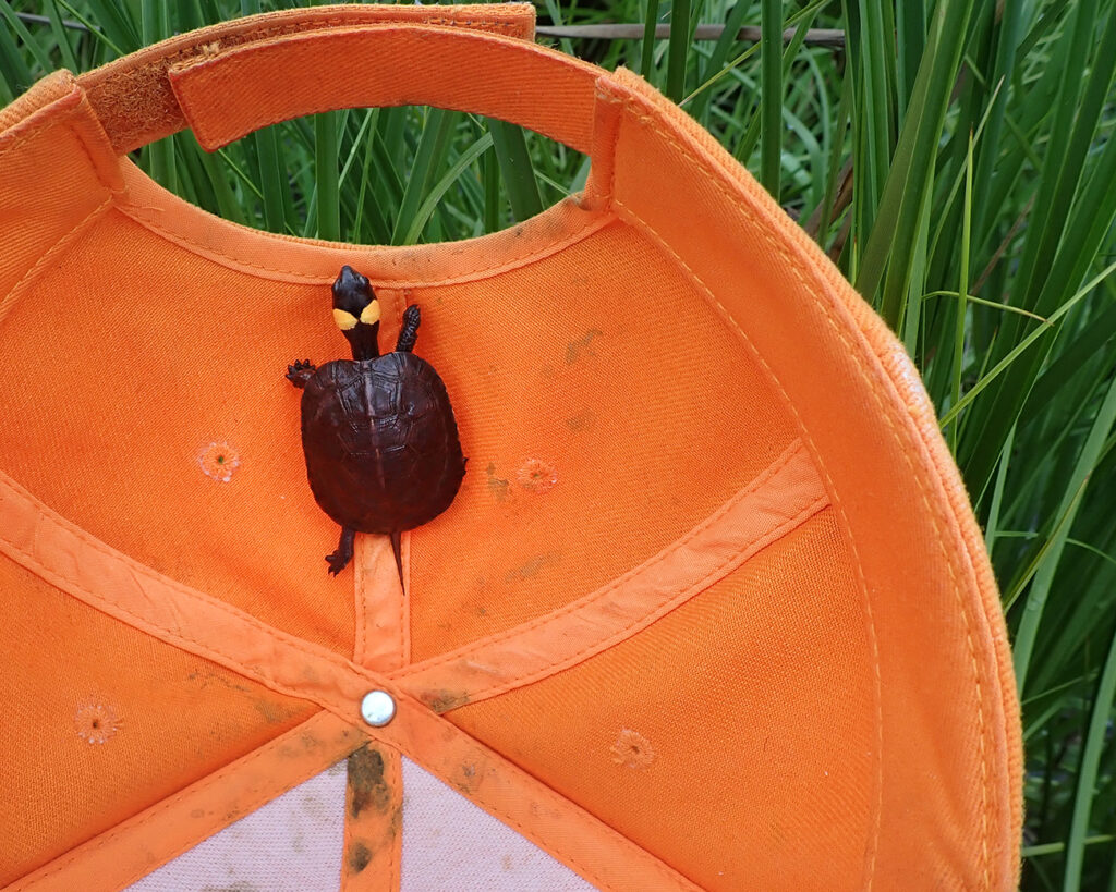 Grant recipient Timothy Calhoun found this juvenile Bog Turtle while conducting fieldwork for his project. – Timothy Calhoun