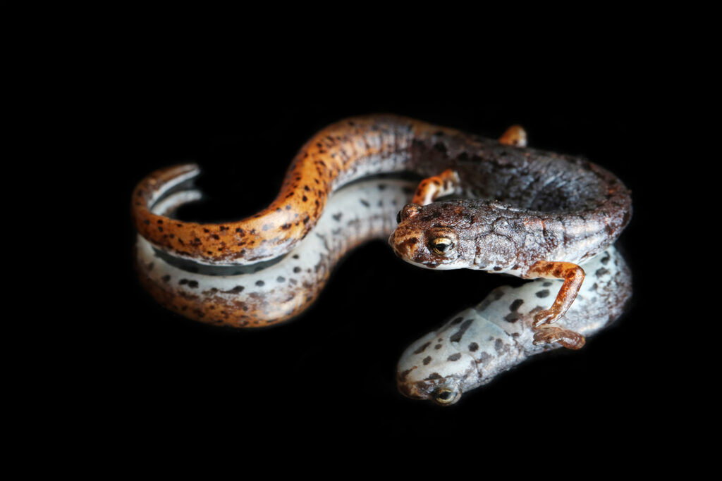 Close-up of an adult female Four-toed Salamander on a mirrored surface.