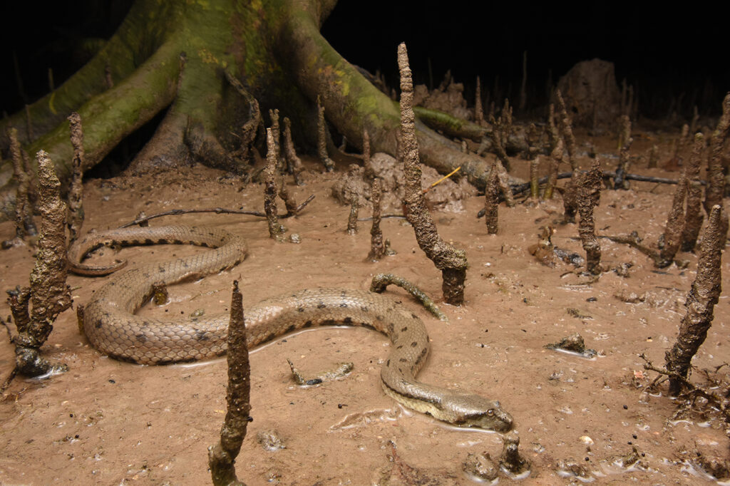 Australian Bockadam encountered in the mangrove flats of Darwin.
