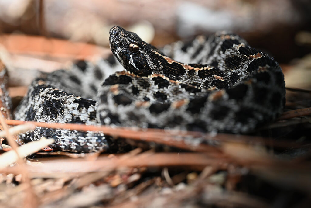 One of the 2022 projects was conducted by Jenna Palmisano, who examined the effects of invasive lung parasites on Pygmy Rattlesnake populations. – Jenna Palmisano